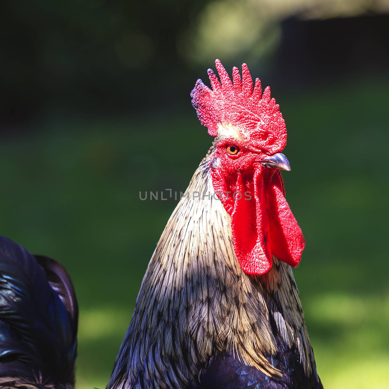 cock in the sunlight by vwalakte