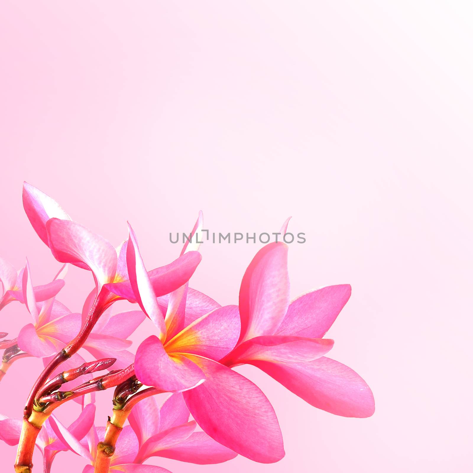 Flower background. Pink plumeria flowers to create a beautiful