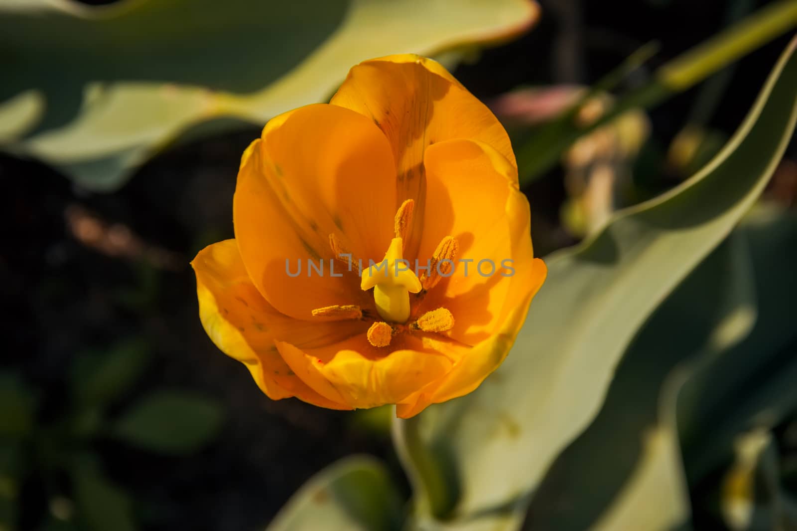 Tulip yellow grow in the ground