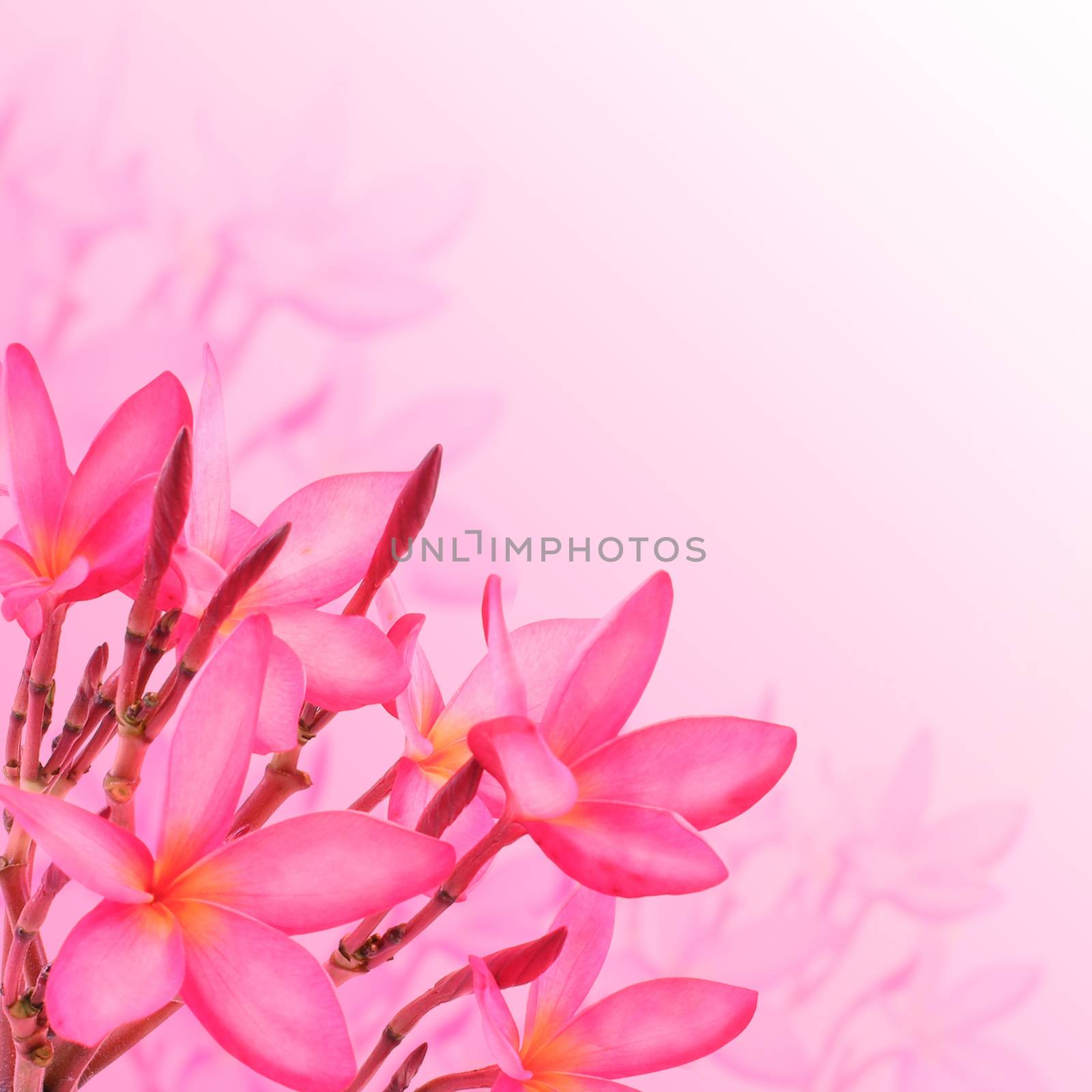 Flower background. Pink plumeria flowers to create a beautiful