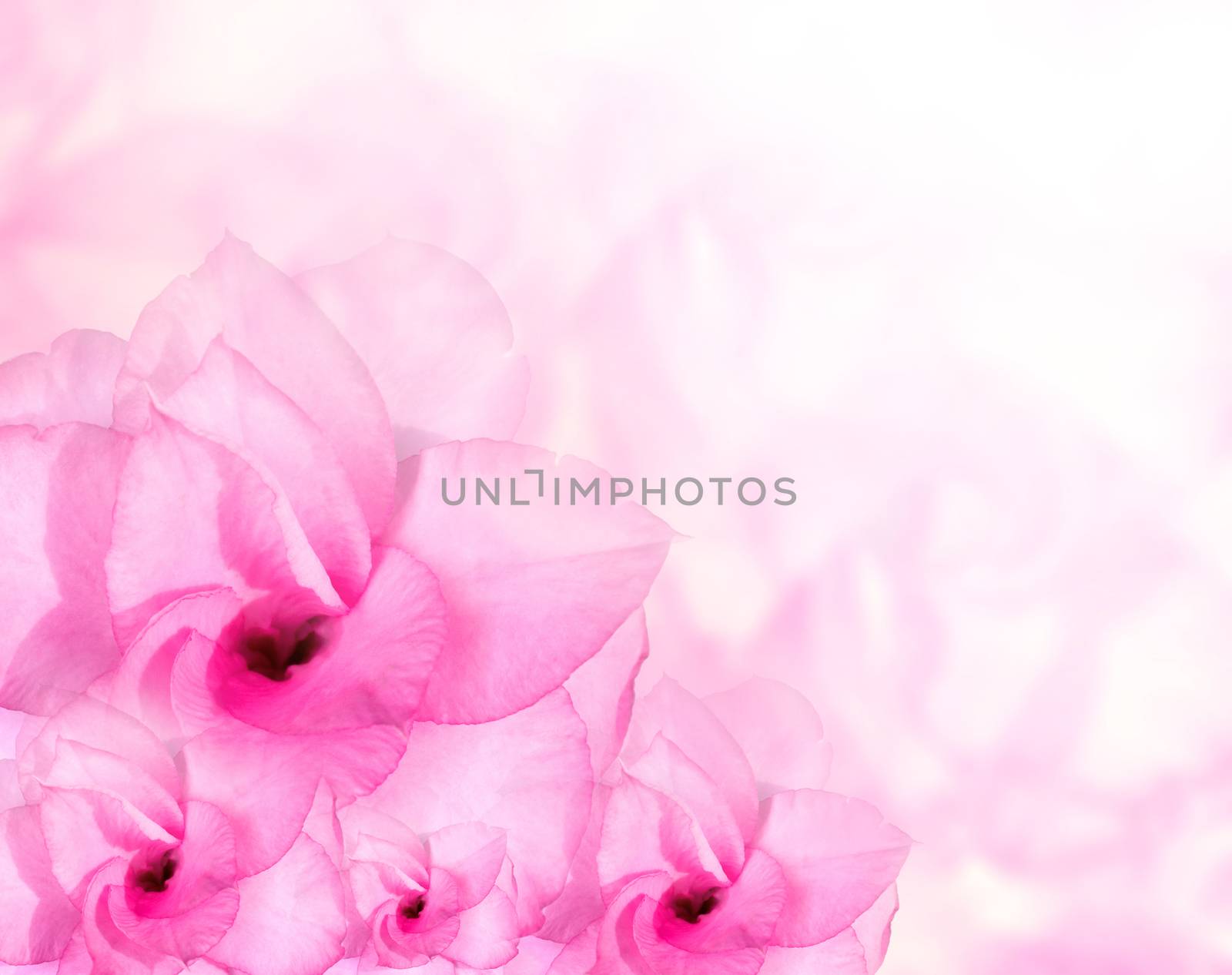 Flower background. Pink azalea flowers to create a beautiful