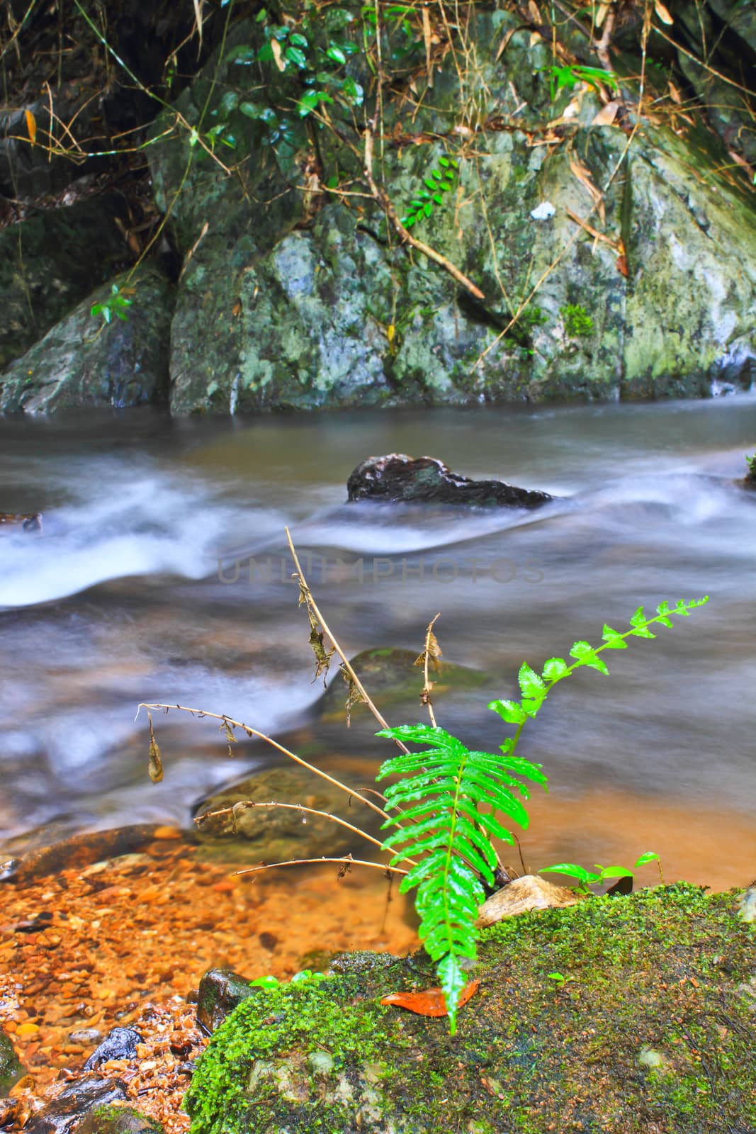 Tree and moss on stone in stream by forest71