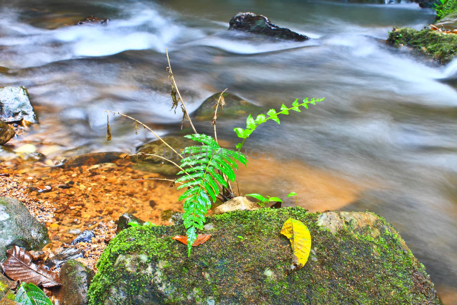 Tree and moss on stone in stream by forest71
