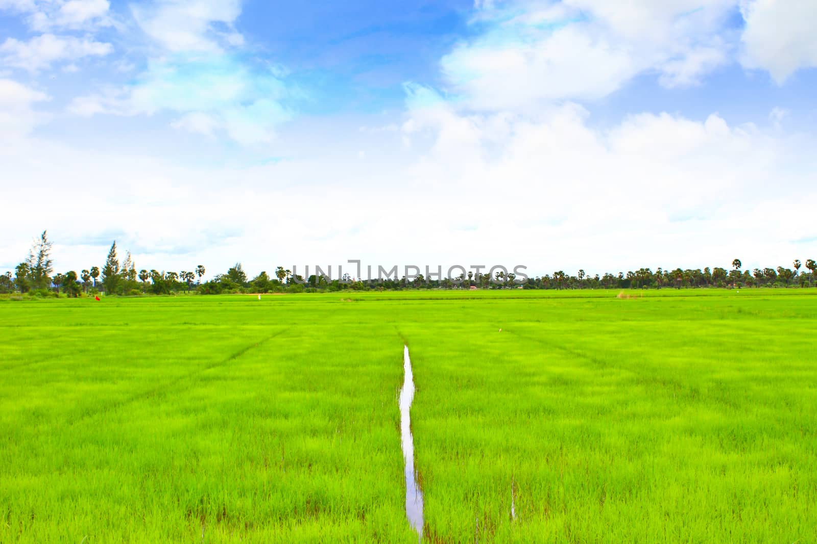 rice field with the blue sky in Thailand