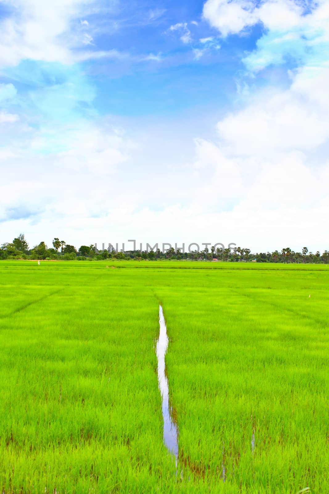 rice field with the blue sky in Thailand