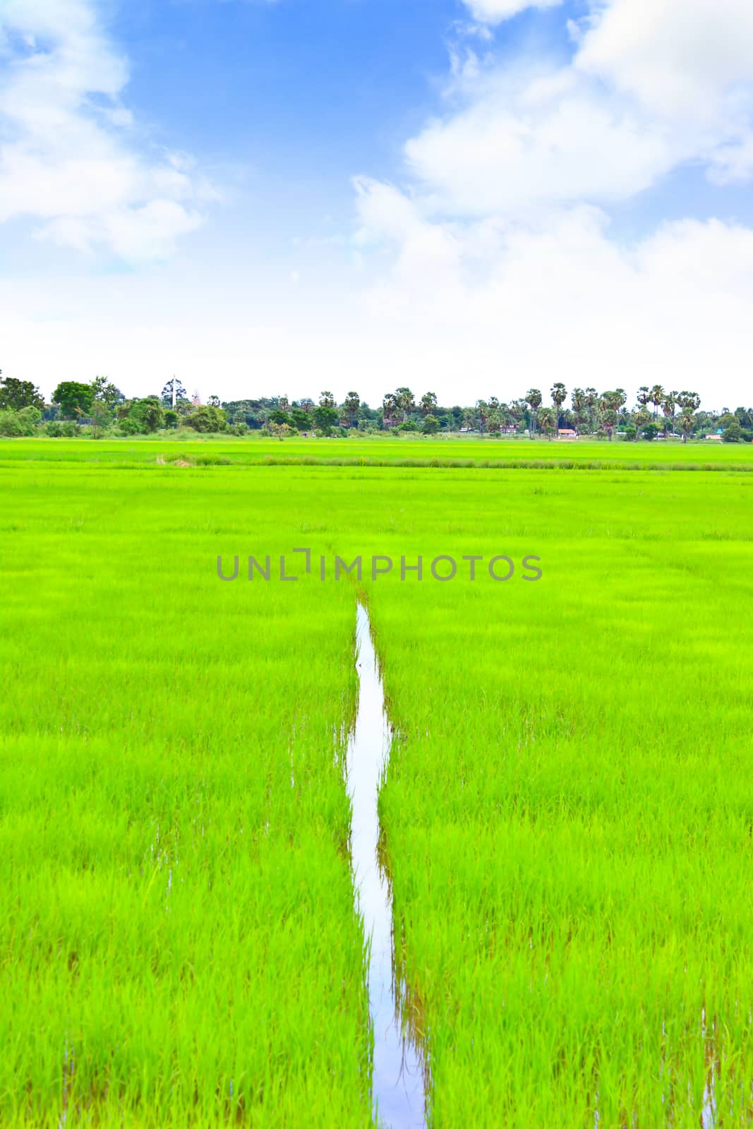 rice field with the blue sky in Thailand