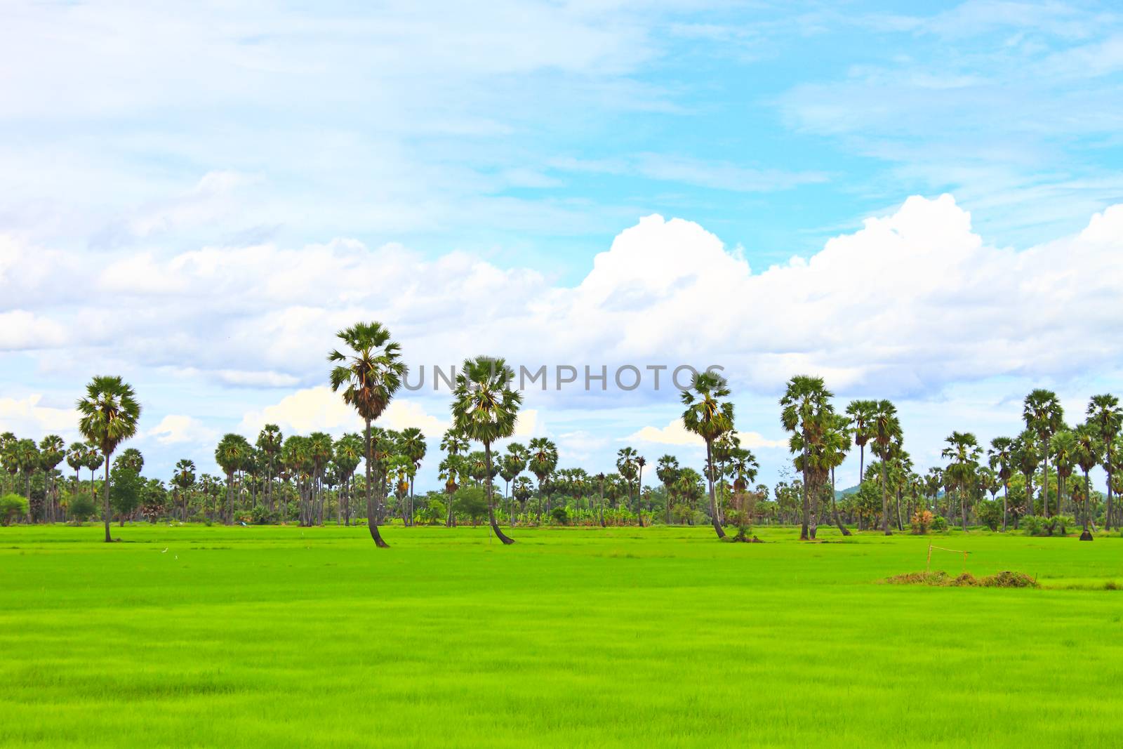 Sugar Palm tree in the rice field, Thailand