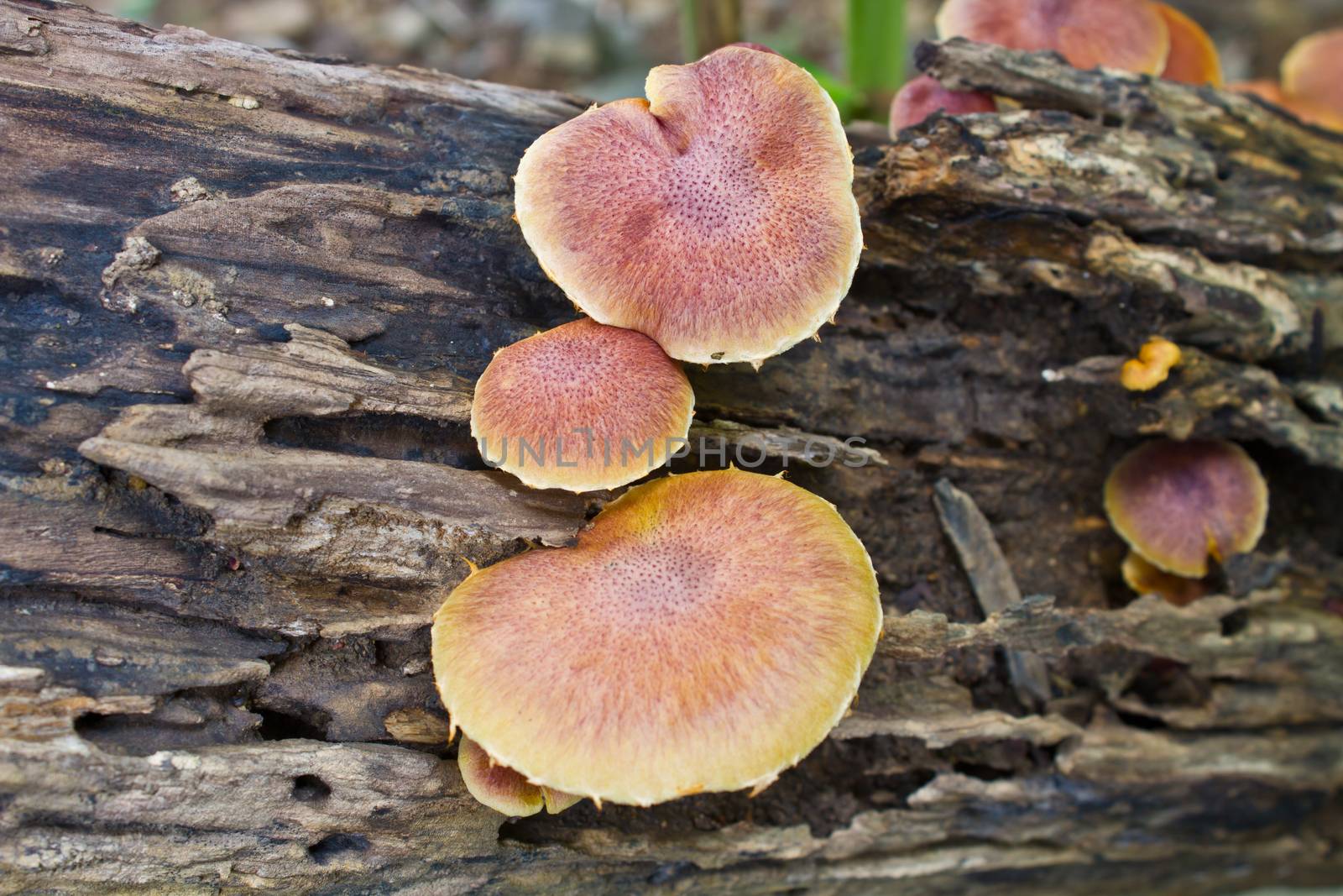 mushrooms growing on a live tree in the forest