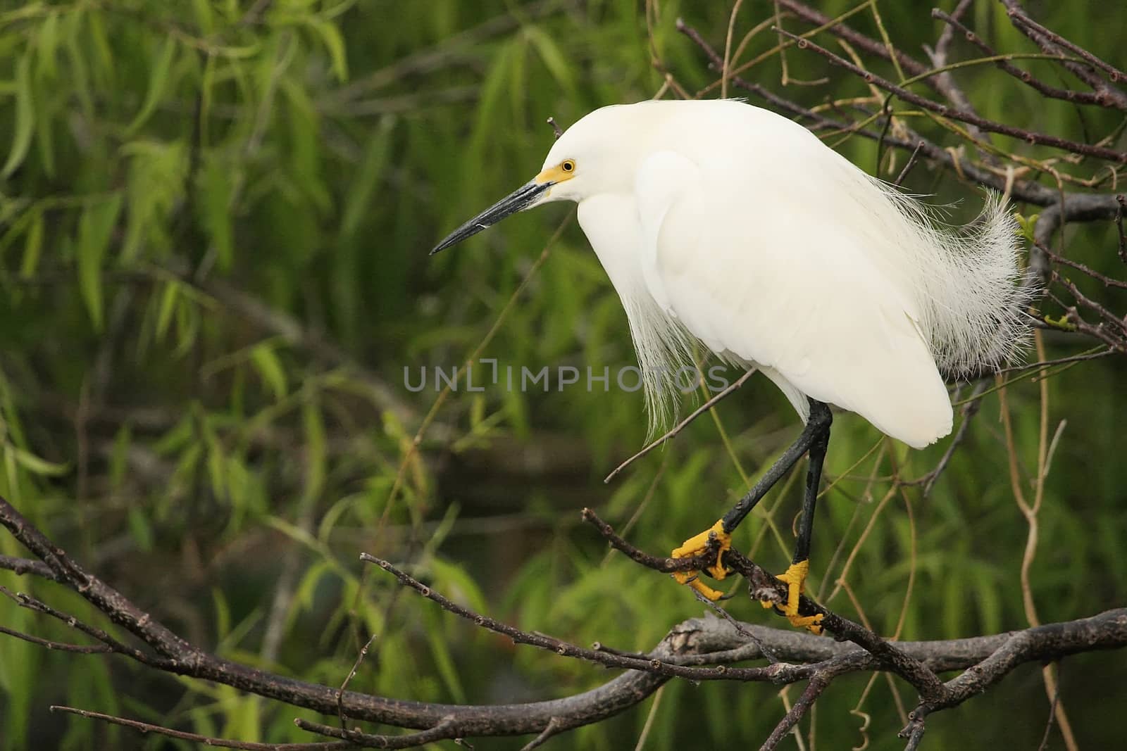 Snowy Egret (Egretta thula)