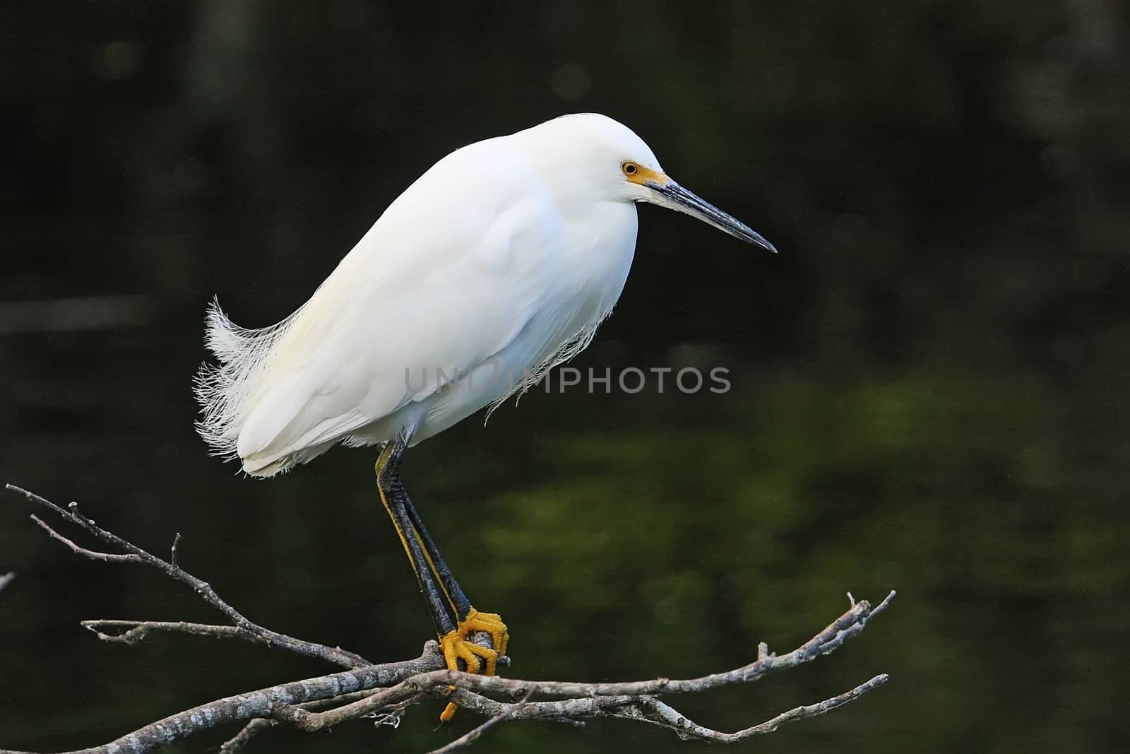 Snowy Egret (Egretta thula) by donya_nedomam