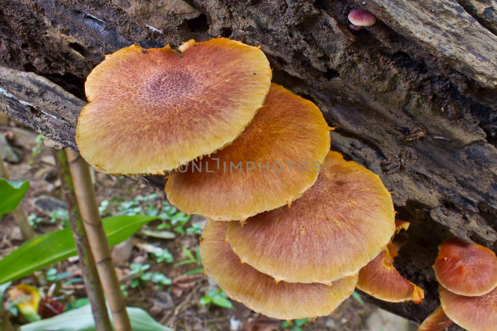 mushrooms growing on a live tree in the forest