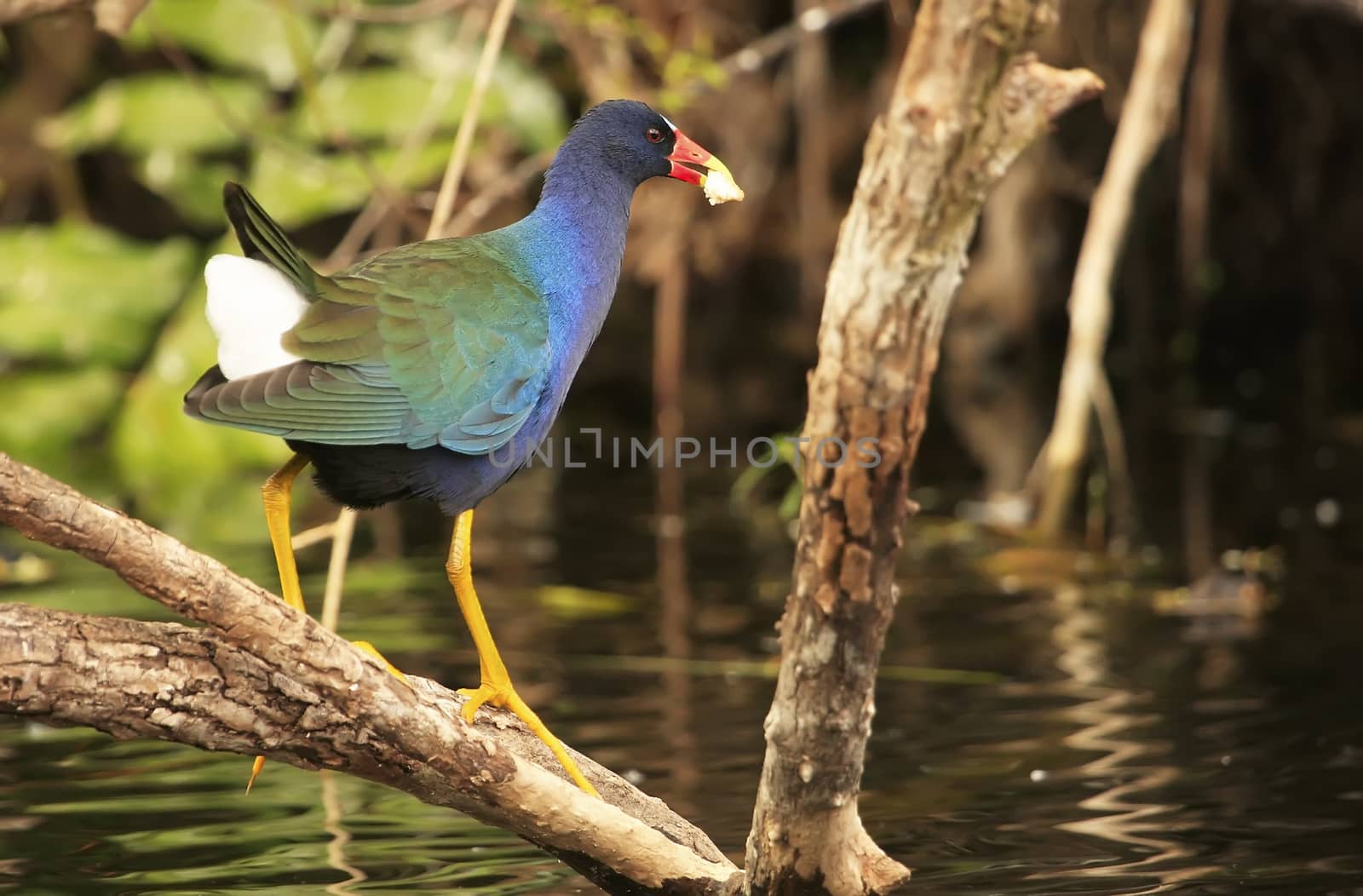  Purple Gallinule (Porphyrula martinica)