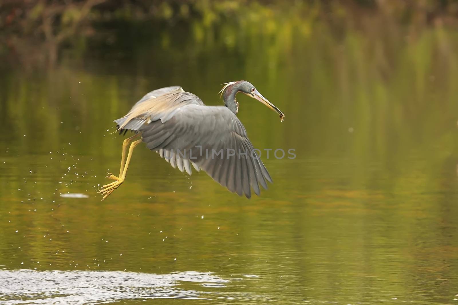 Tricolored Heron (Egretta tricolor) flying