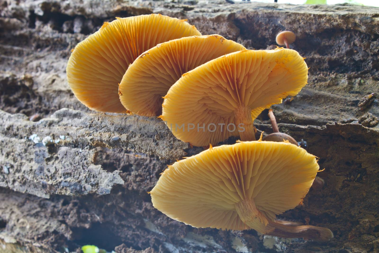 mushrooms growing on a live tree in the forest