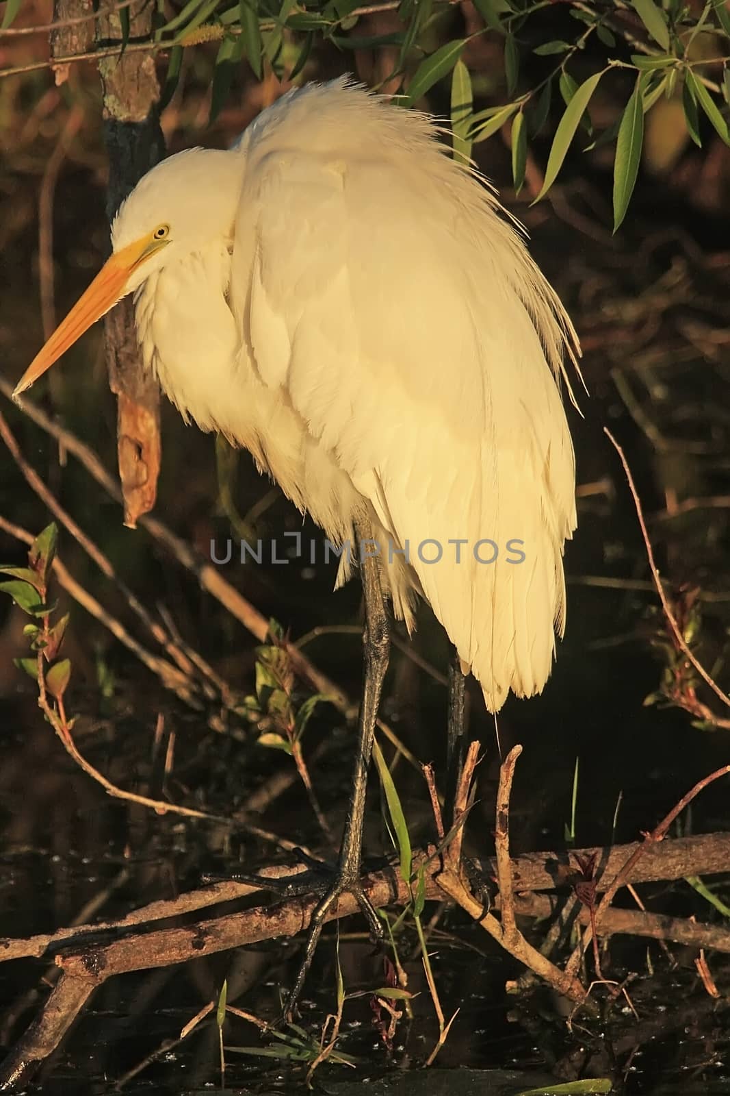 Great Egret (Ardea alba) by donya_nedomam