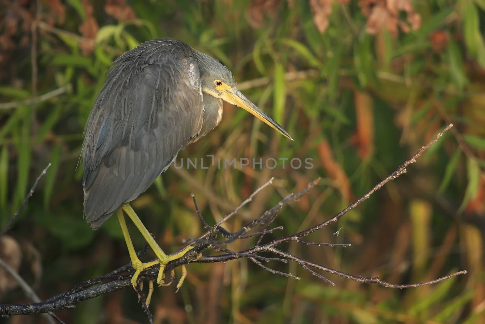 Tricolored Heron (Egretta tricolor)