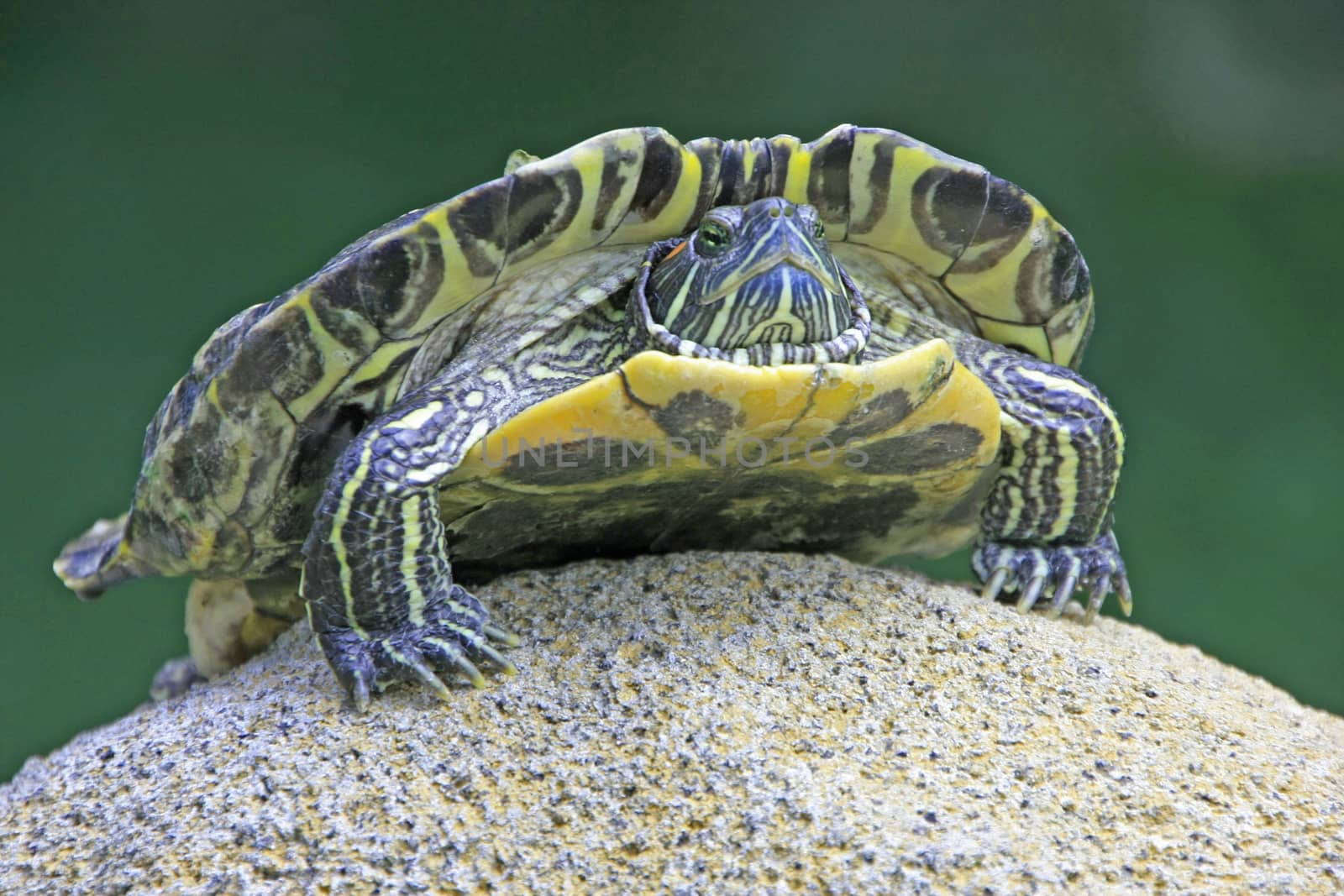 Painted turtle (Chrysemys sp.) on a stone