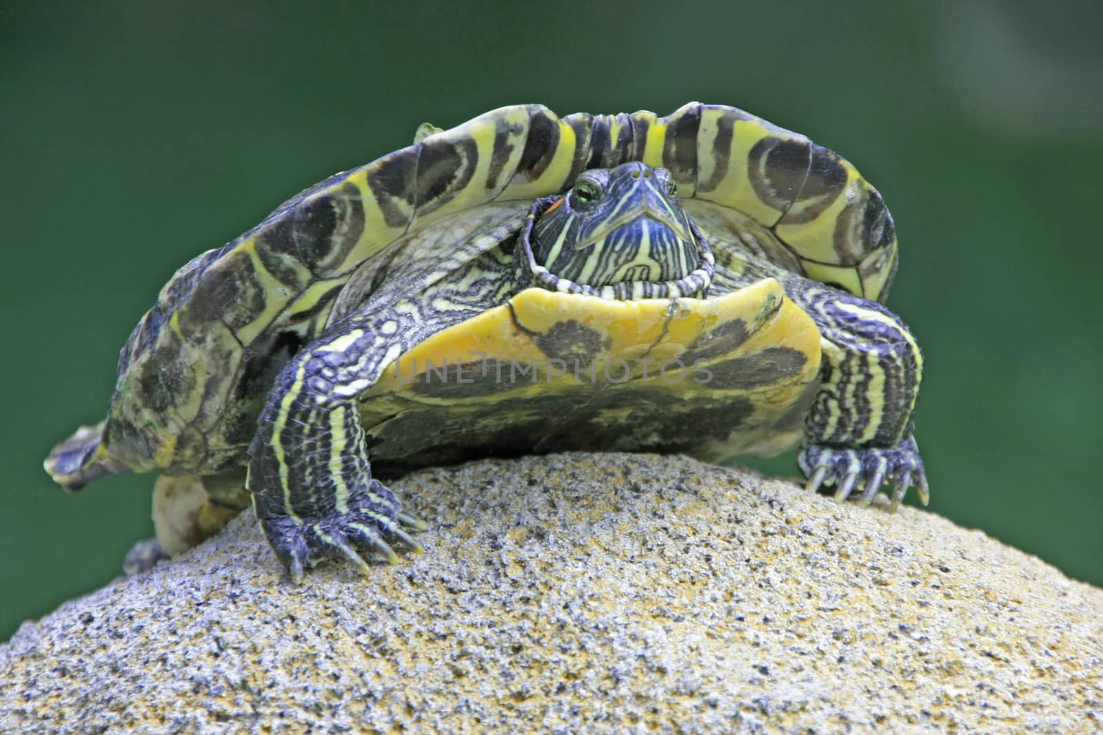 Painted turtle (Chrysemys sp.) on a stone by donya_nedomam