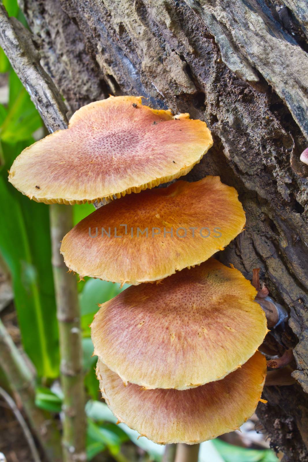 mushrooms growing on a live tree in the forest