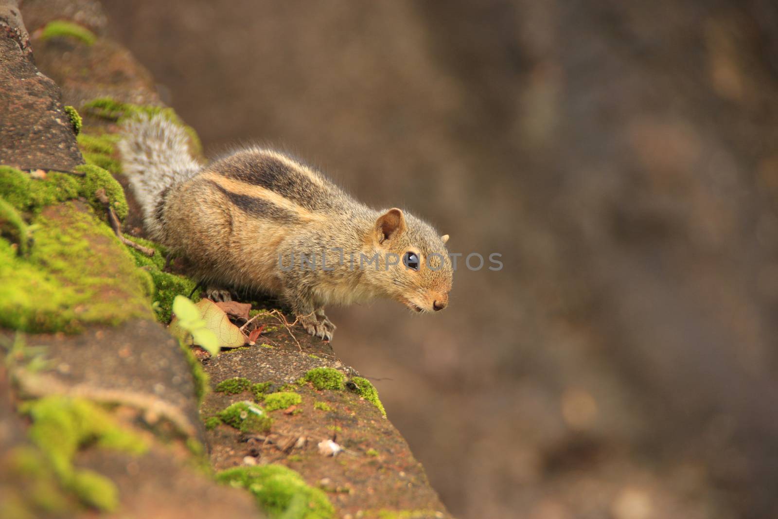 Nothern palm squirrel (Funambulus pennantii) sitting on stone wall