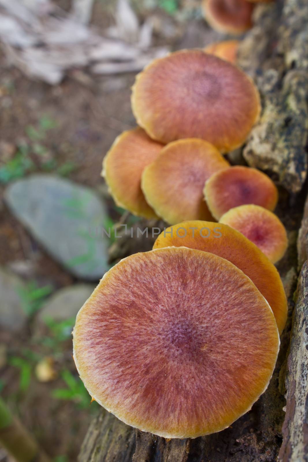 mushrooms growing on a live tree in the forest