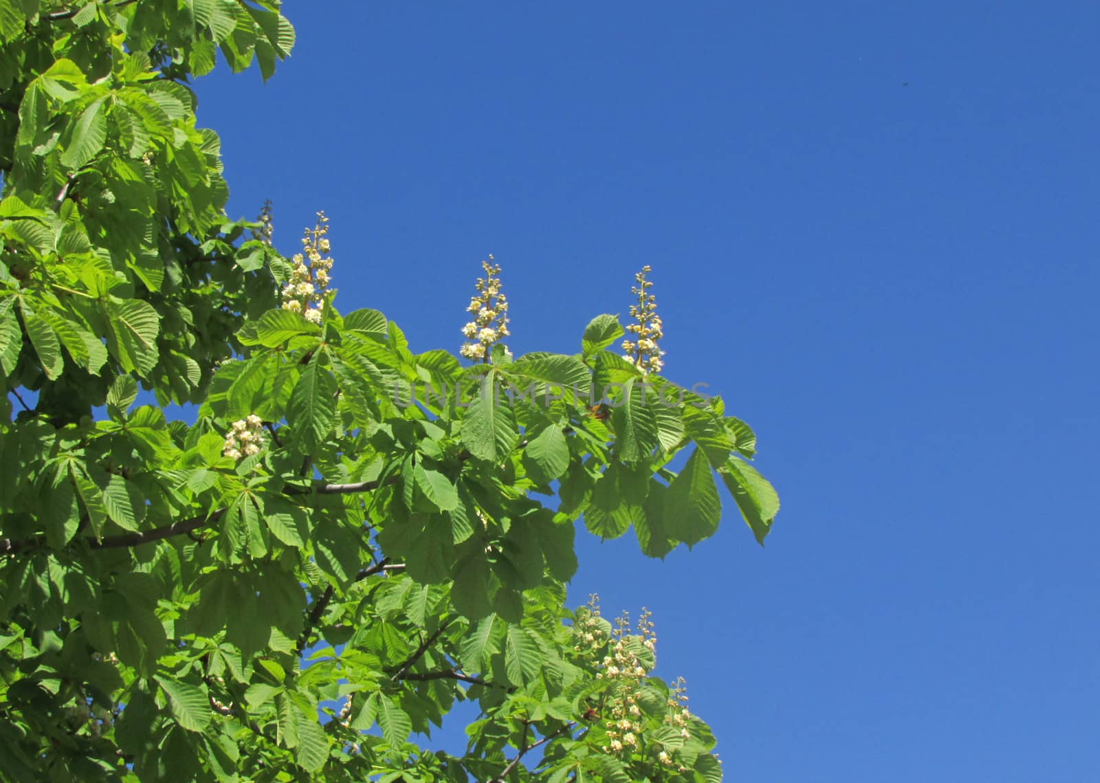 Flowers chestnut on the background of blue sky