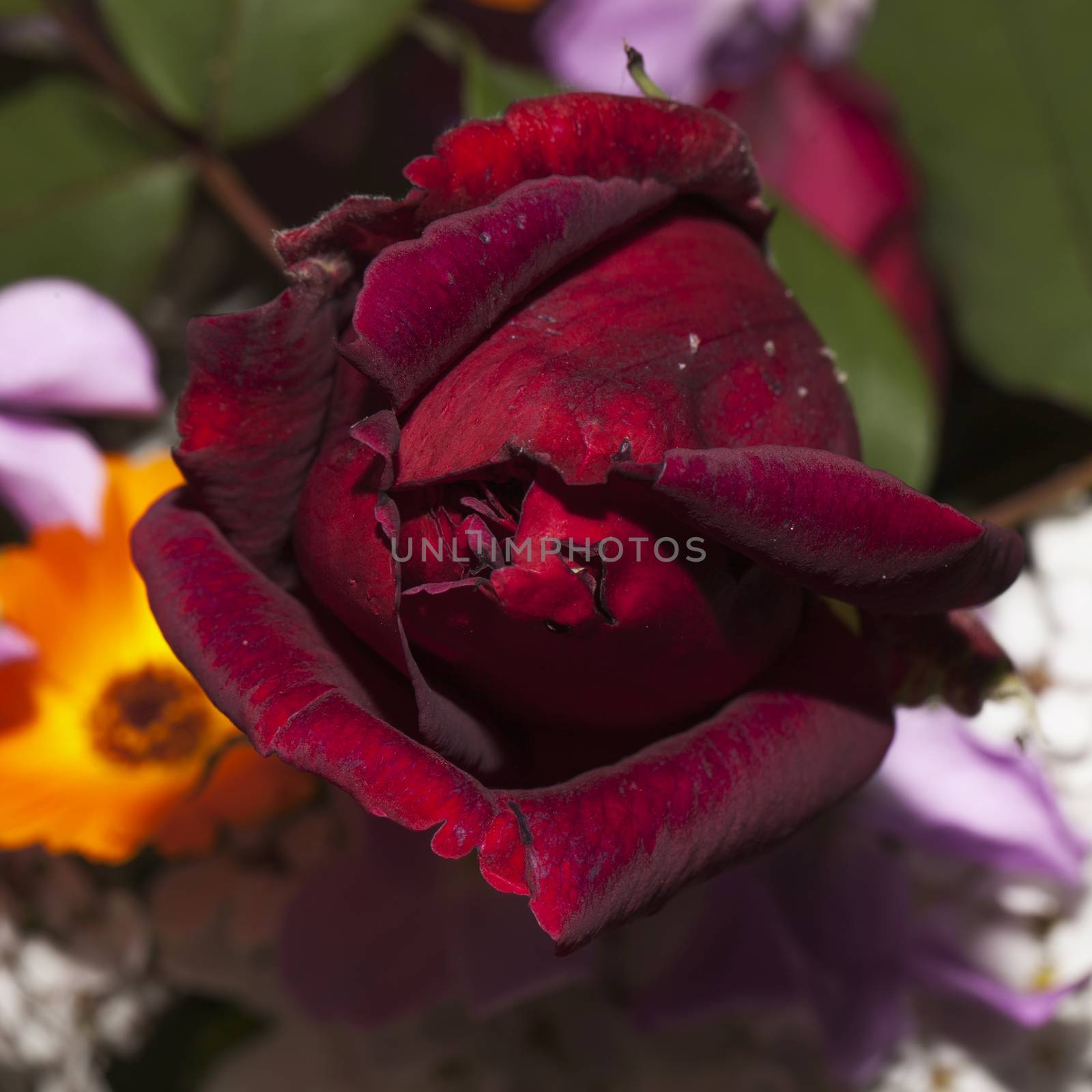 Closed red rose coming out of a bunch