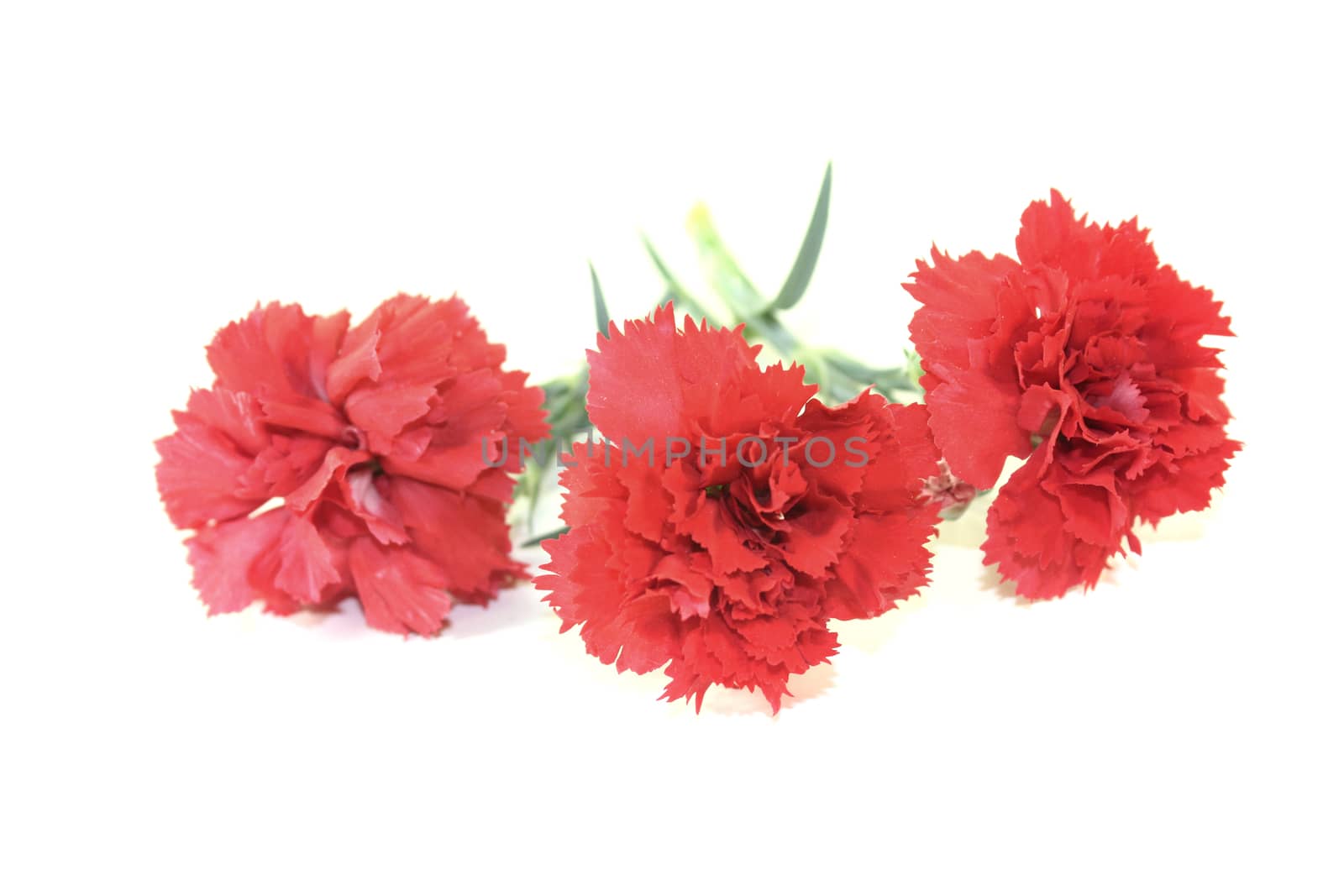 fresh red carnations blossoms on a light background