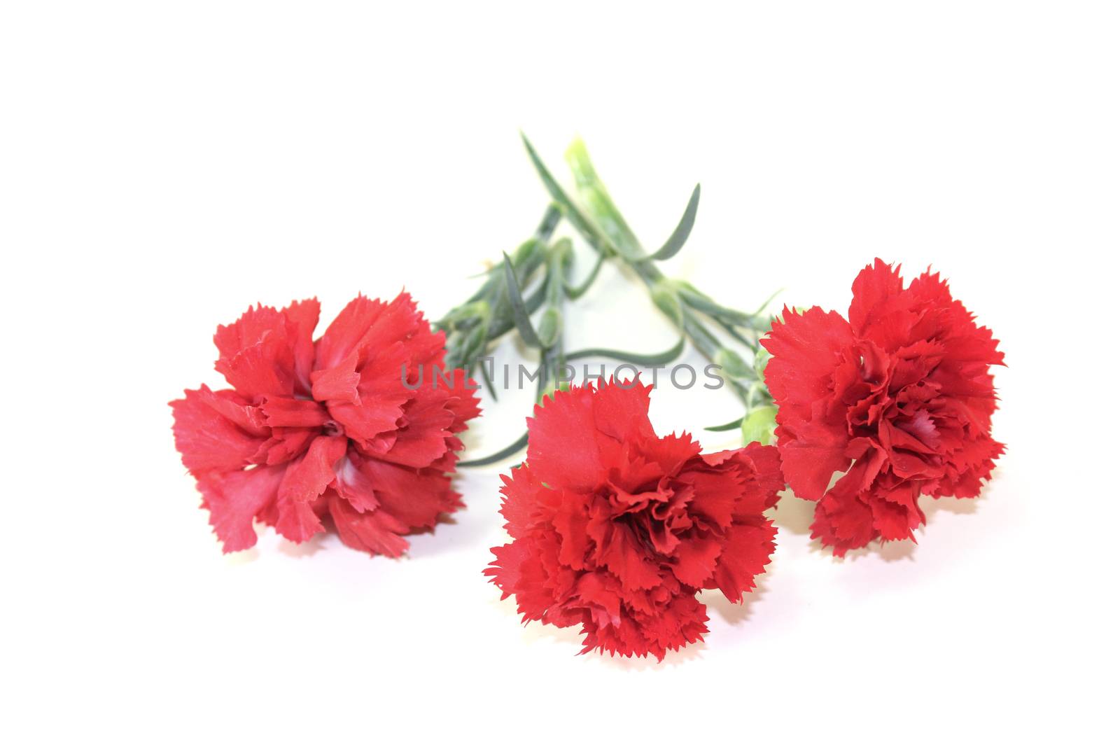 red carnations blossoms on a light background