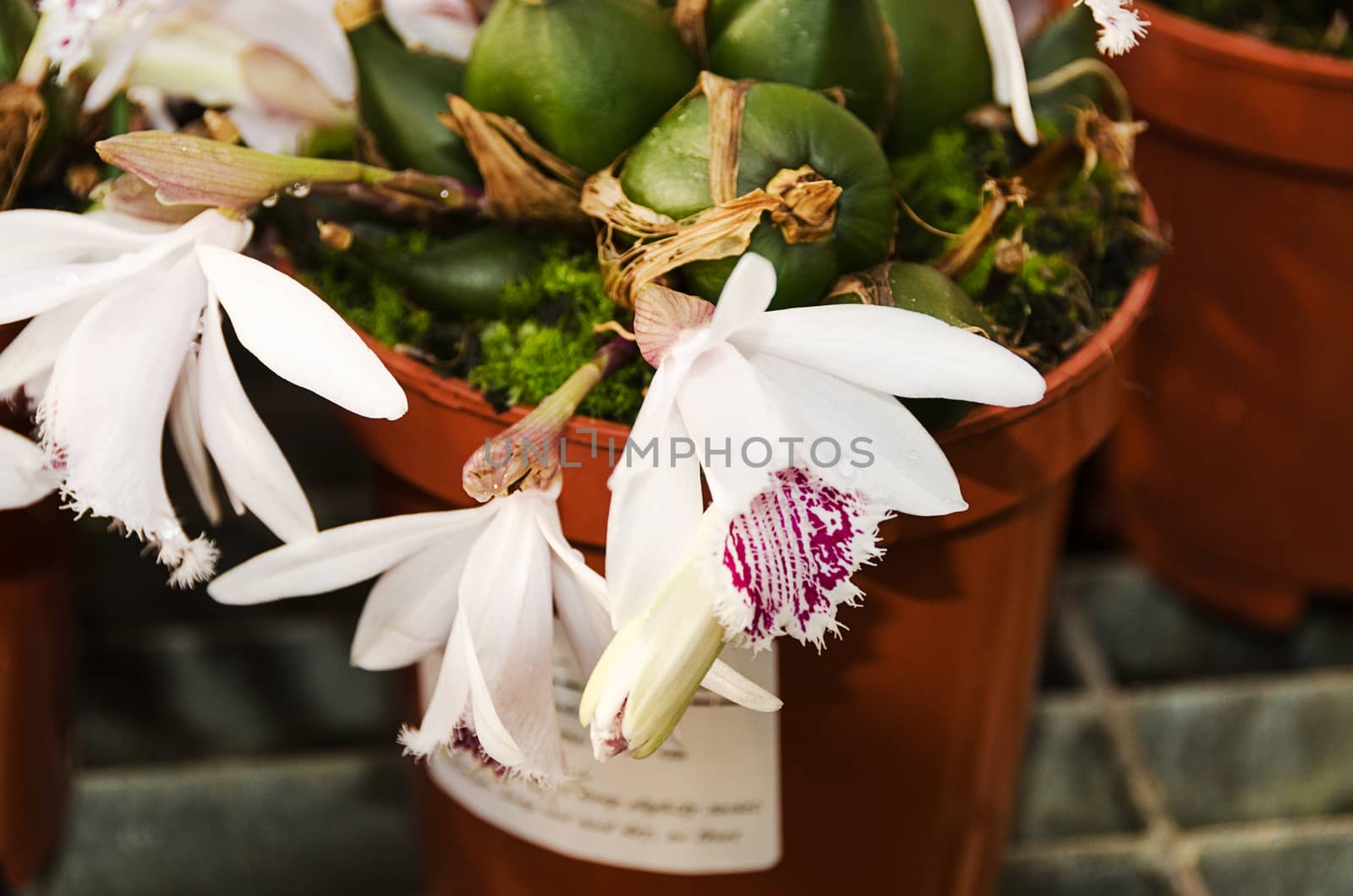 a beautiful flower orchid Pleione exotic plant