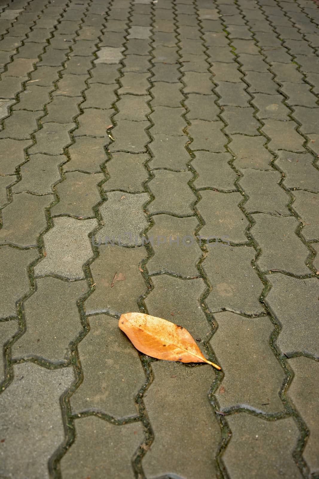 yellow fallen leaf on the road by think4photop