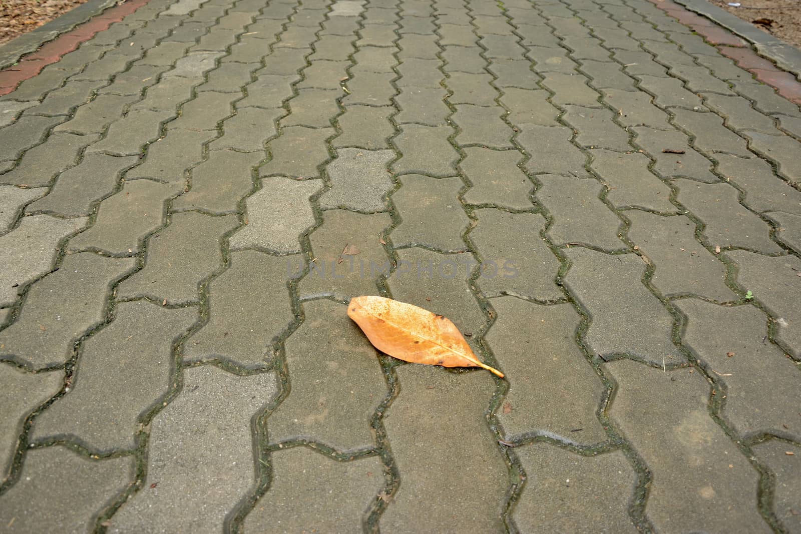 yellow fallen leaf on the road by think4photop