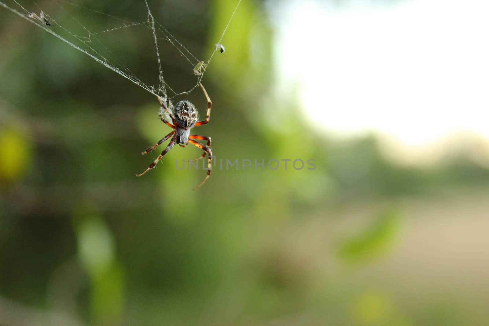 spider by willymona