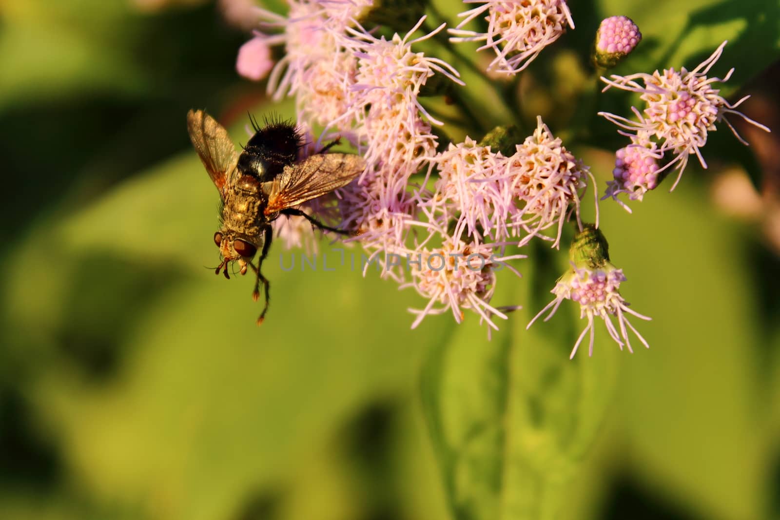 bee pollinating by willymona