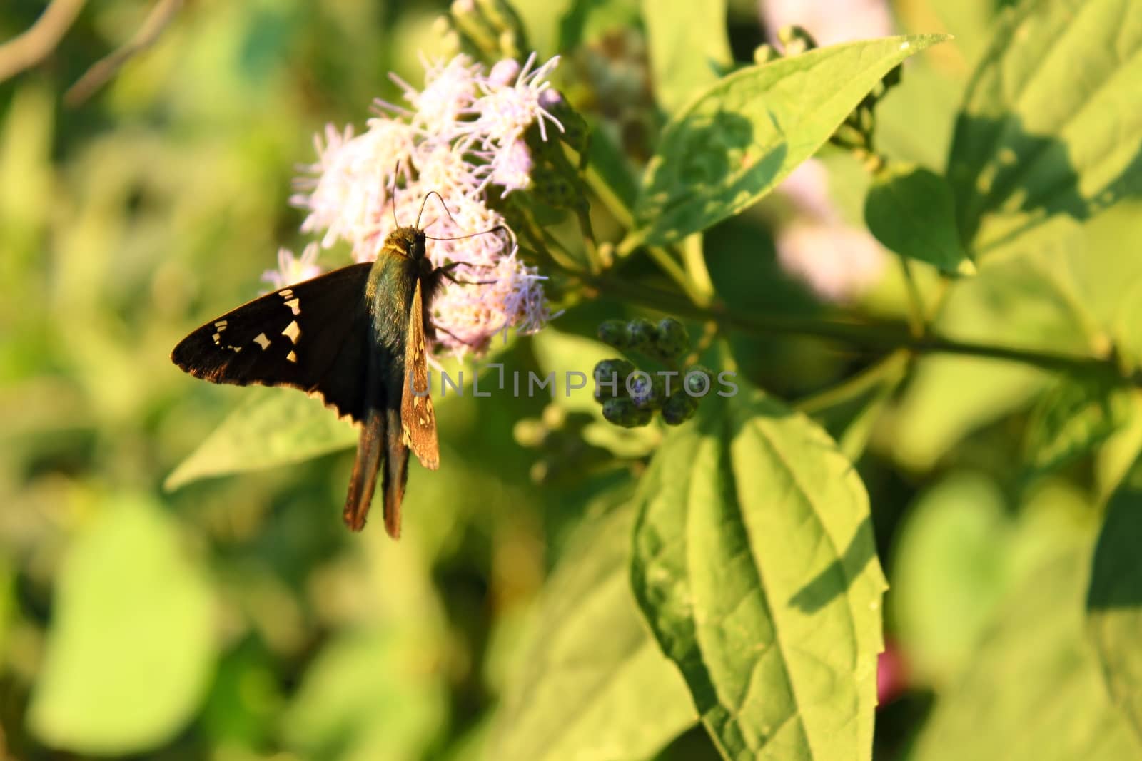 butterfly eating pollen