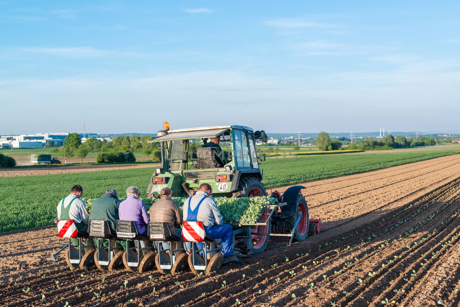 OSTFILDERN-SCHARNHAUSEN, GERMANY - MAY 5, 2014: Agriculture - seedlings of young salad stacked on a trailer with a tractor in the background, seeding those plants with several people feeding those into machinery at the back of the tractor on May, 5, 2014 in Ostfildern-Scharnhausen near Stuttgart, Germany.