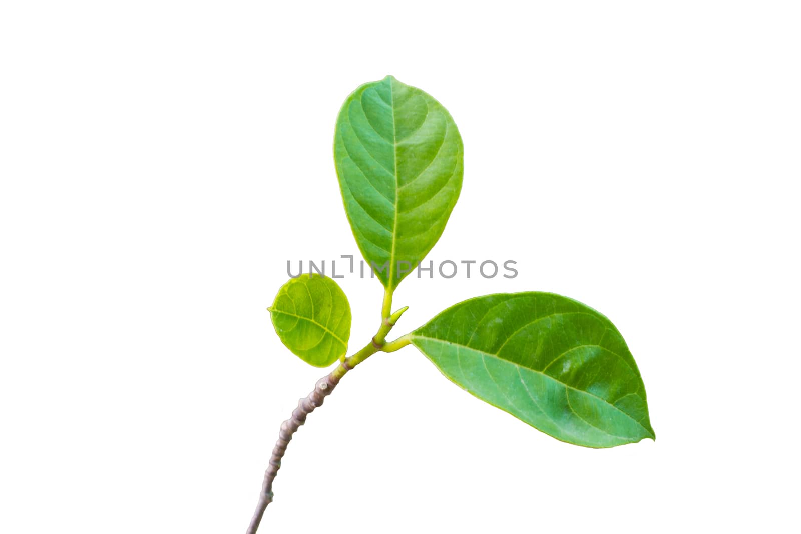 green leaf with  isolated on white background
