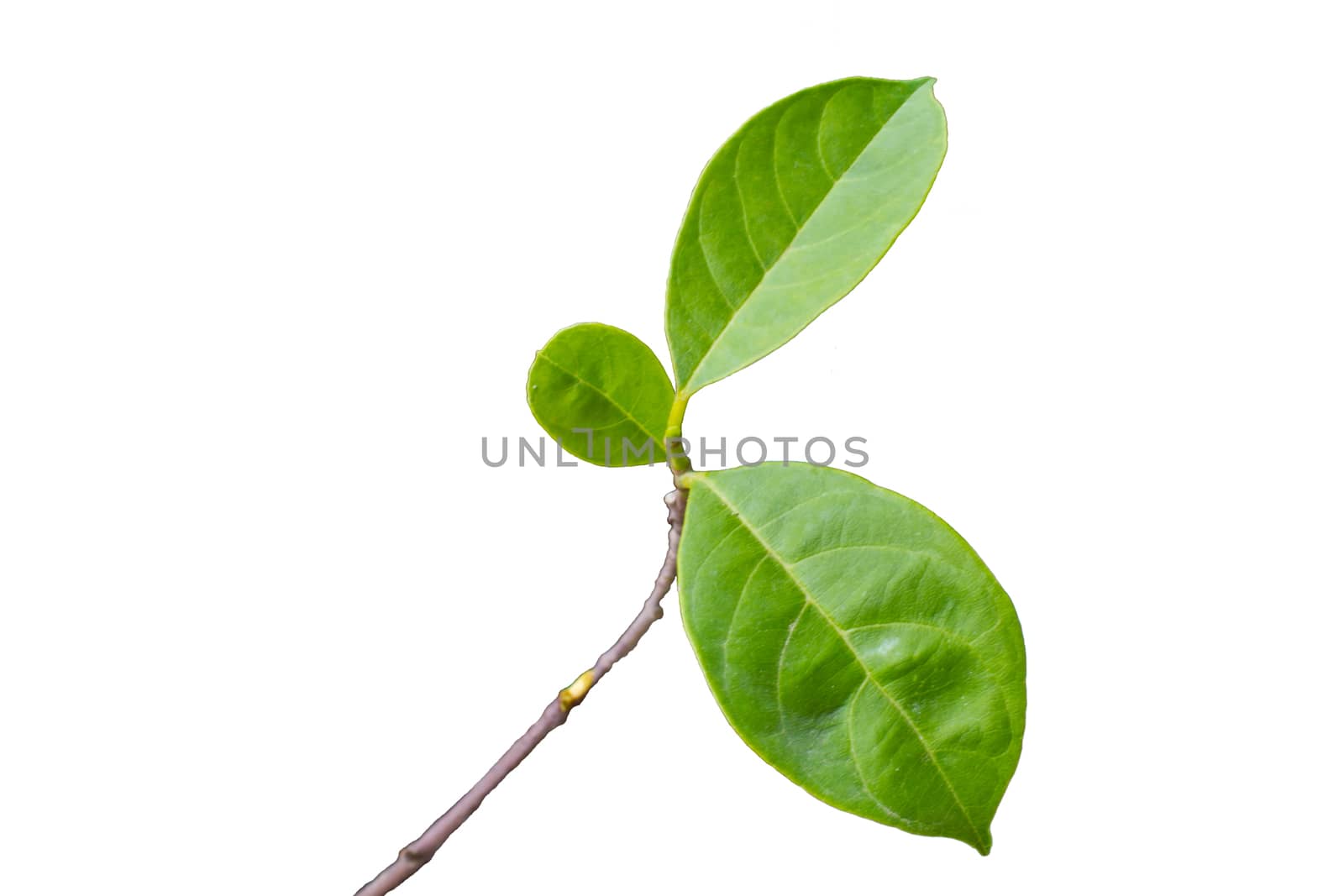 green leaf with  isolated on white background