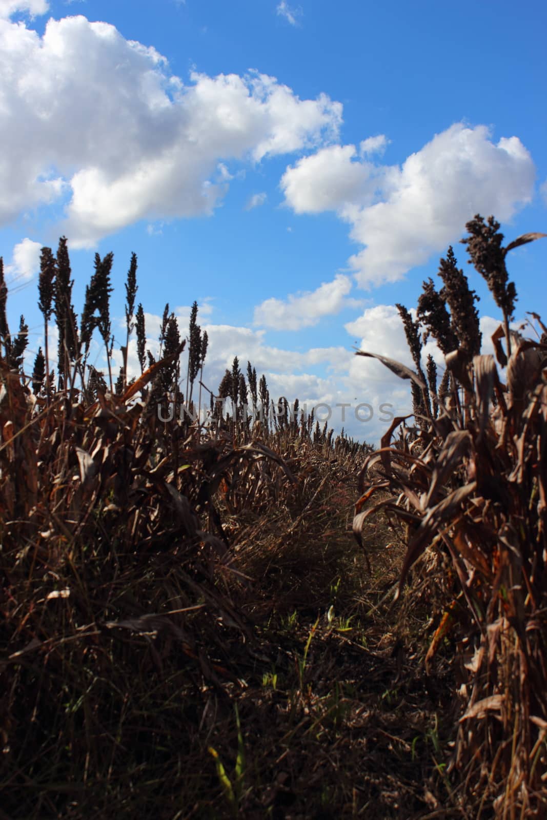 sorghum field with grains