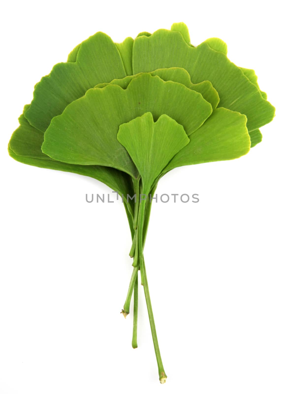ginkgo biloba leaves isolated on white background