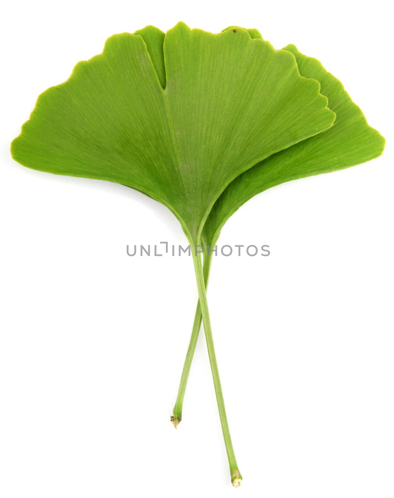 ginkgo biloba leaves isolated on white background