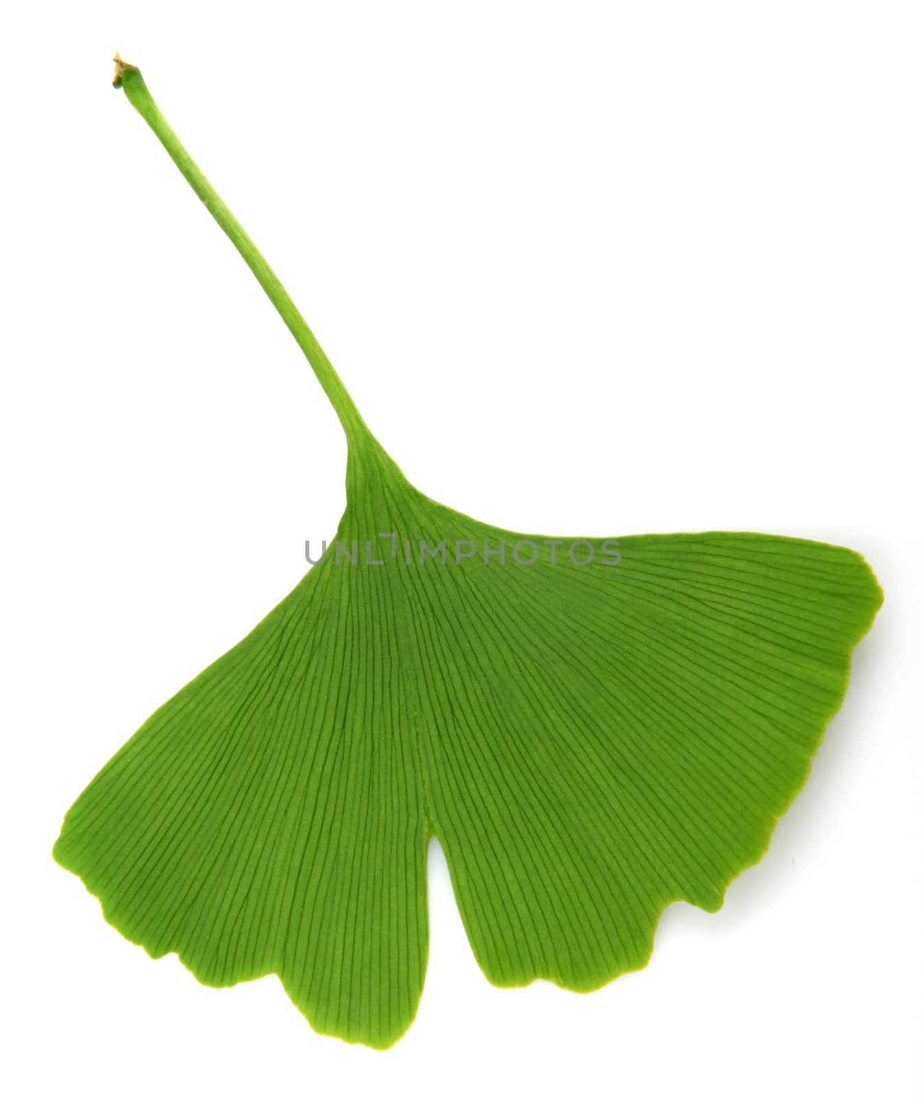 ginkgo biloba leaves isolated on white background