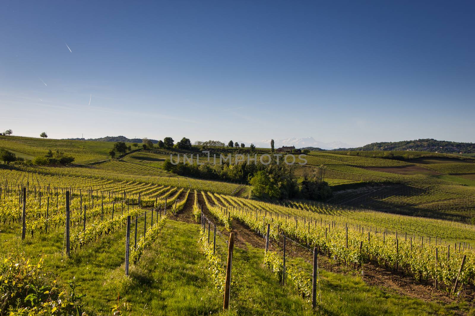 Vineyards on the Hills of Italy in the spring