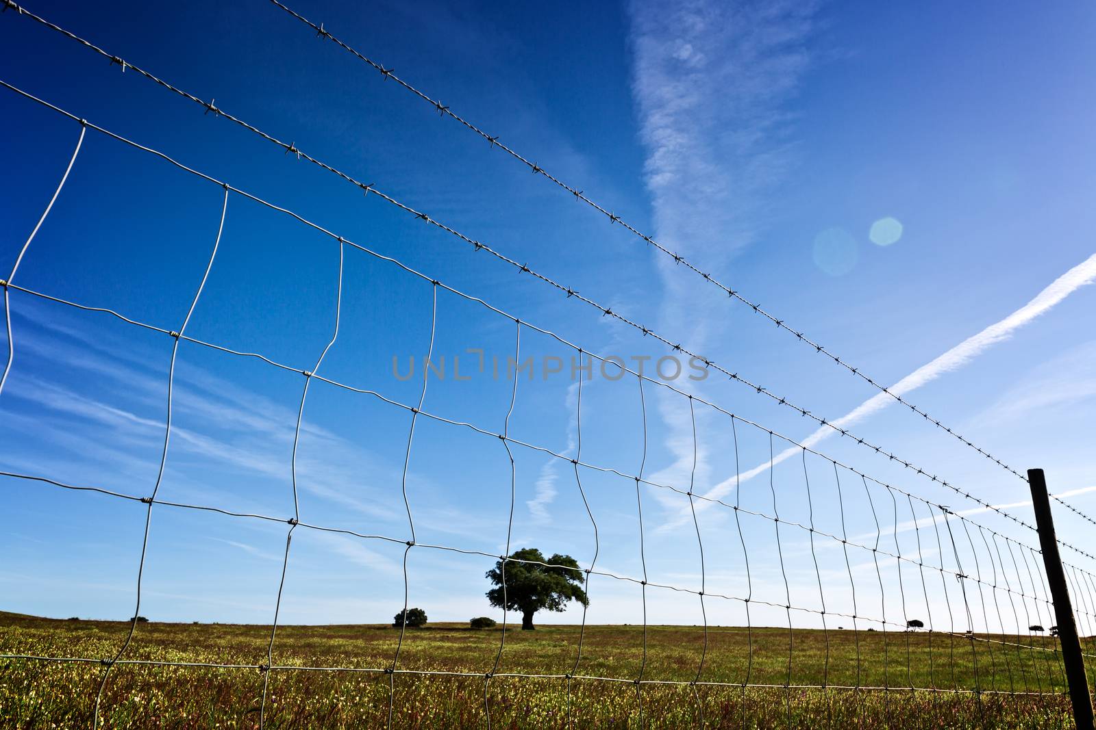 View through the barbed wire fence on the single tree in field