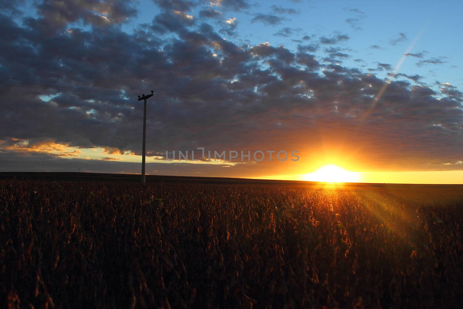 sunrise at field