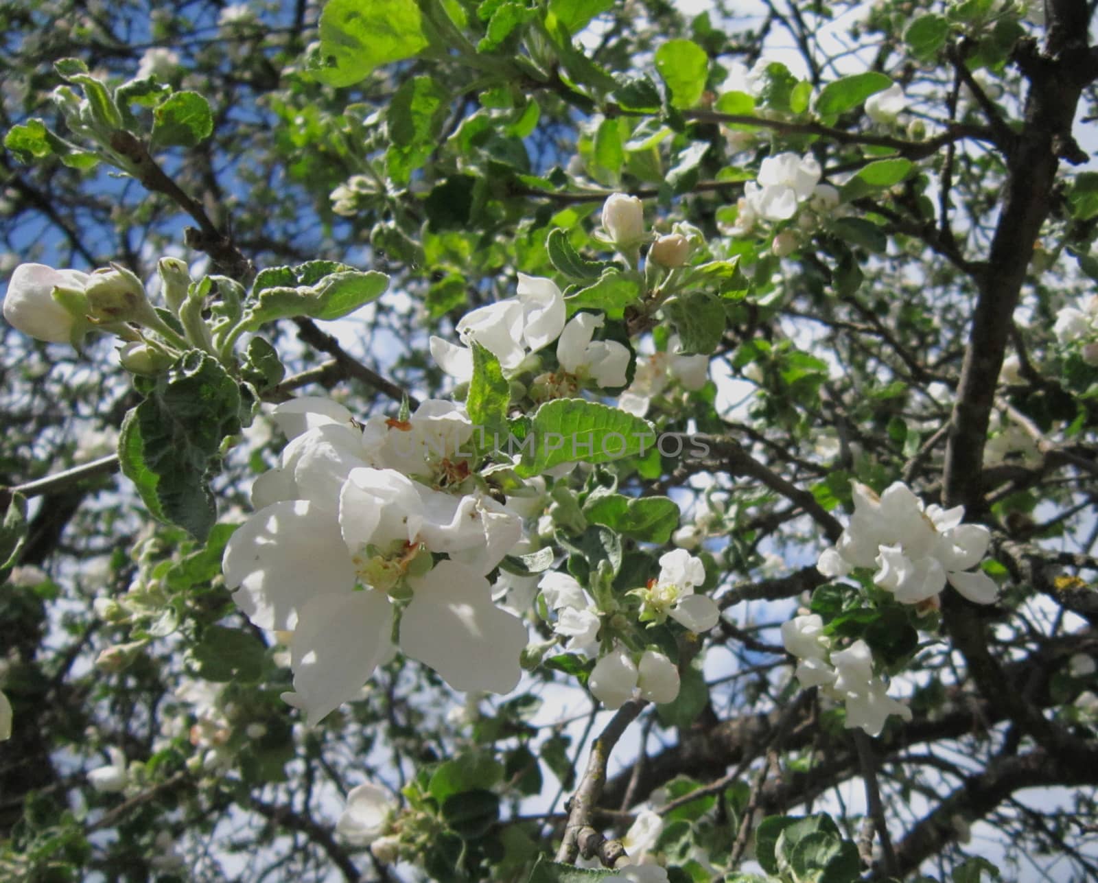 The branch of a flowering Apple tree