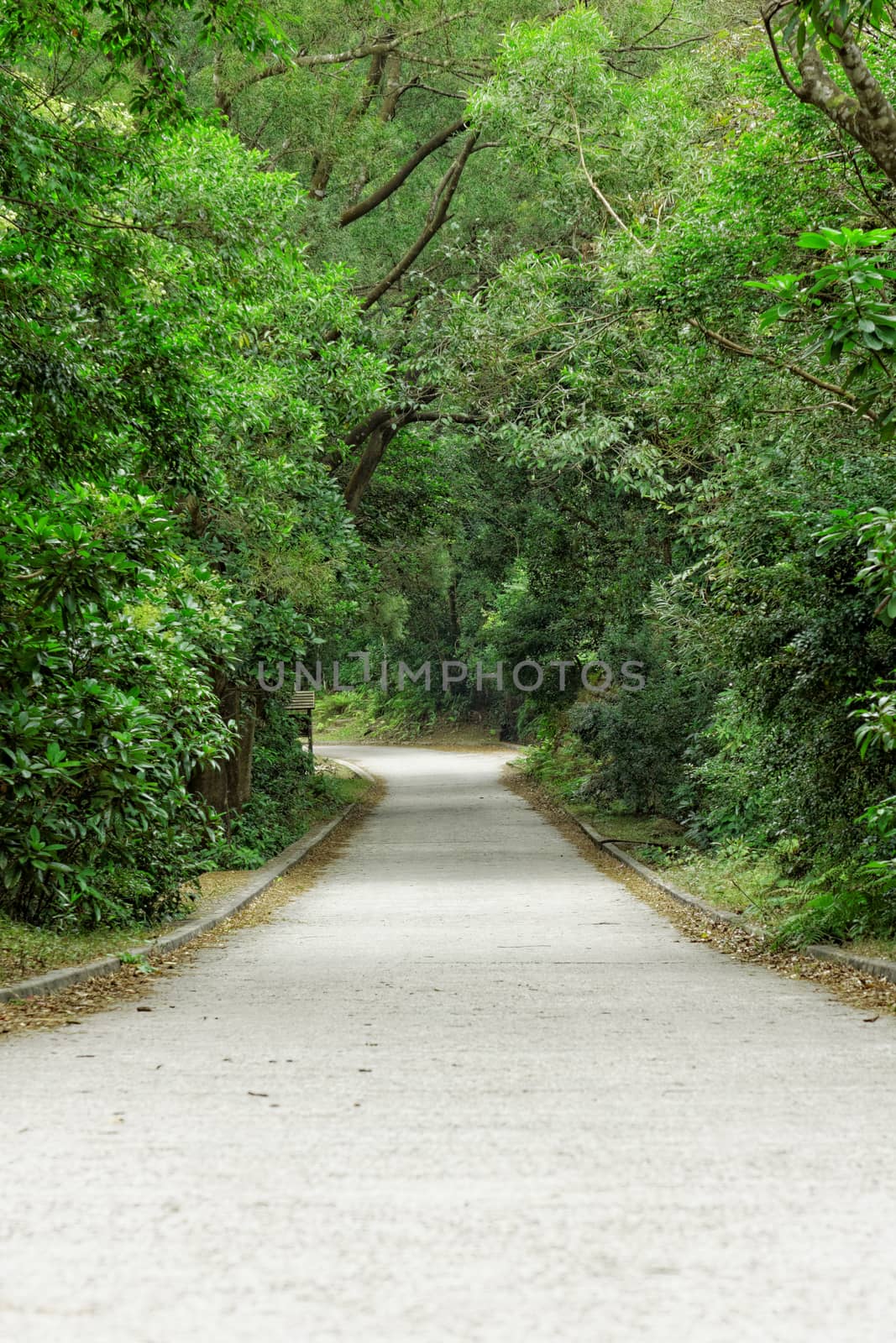 Asphalt road through the forest at day