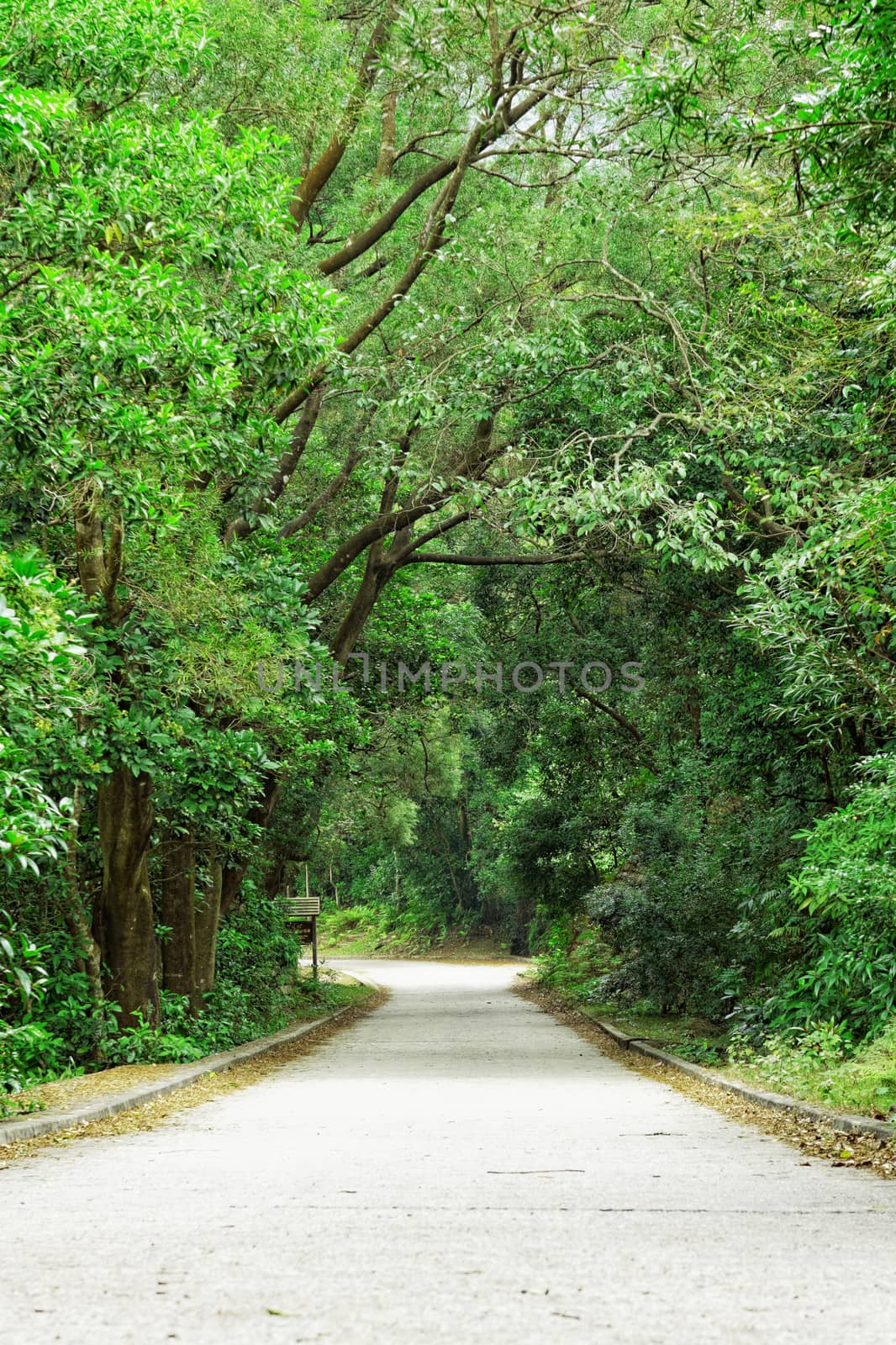 Asphalt road through the forest at day