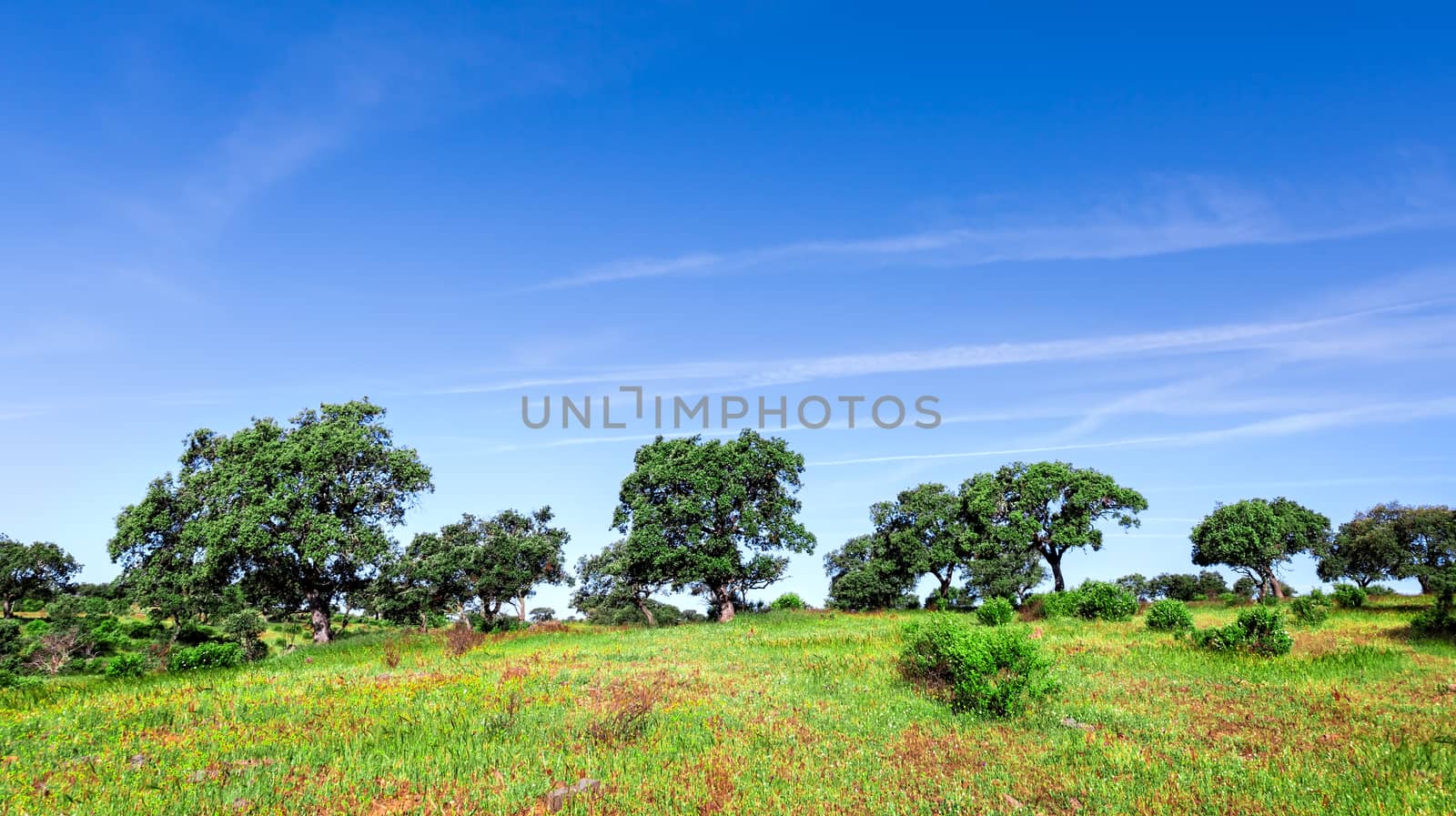 Green Grass Field Landscape with blue sky in the background