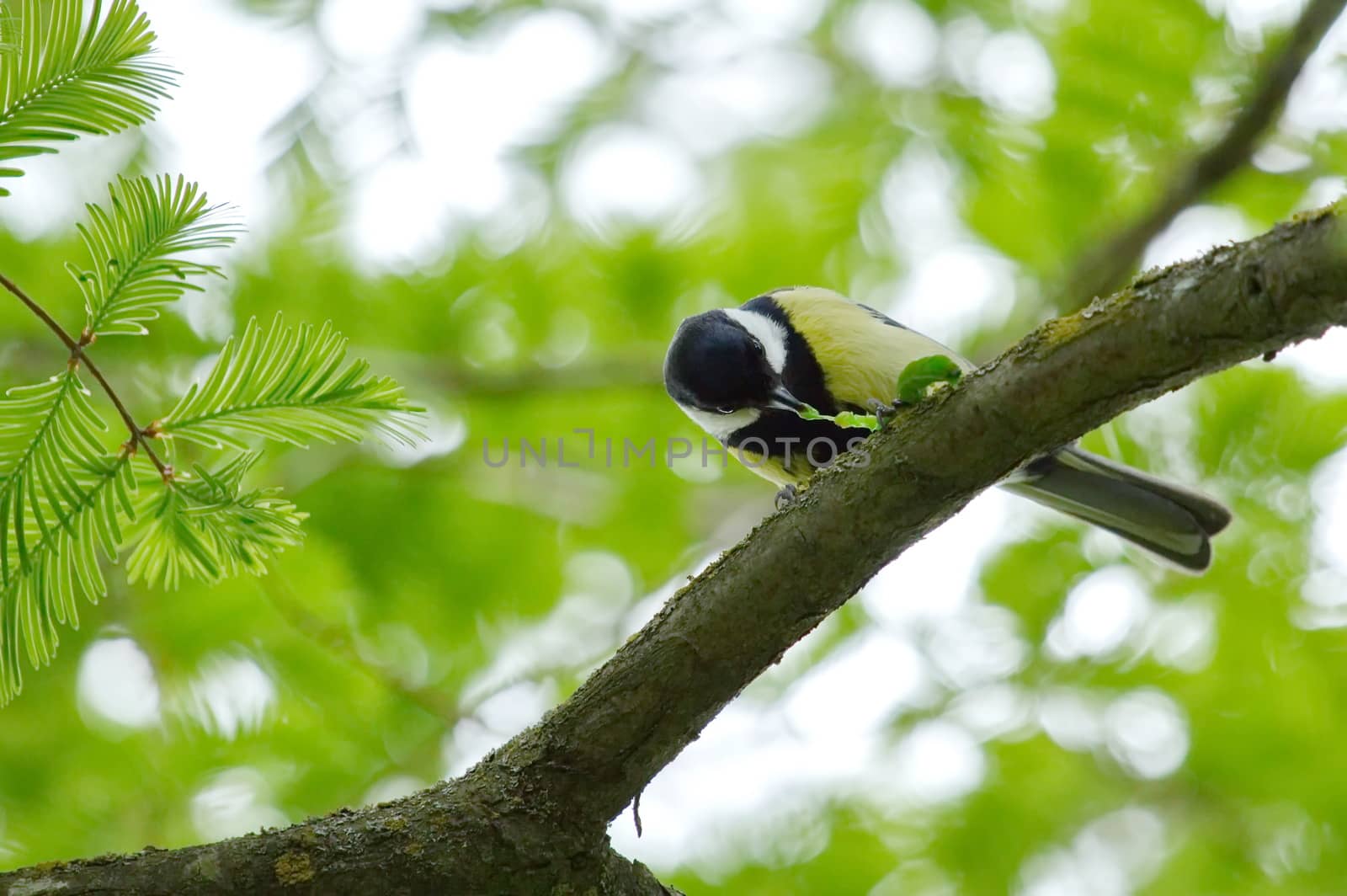Great tit eating by Elenaphotos21